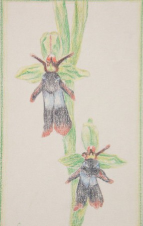 légybangó - Ophrys insectifera (színes ceruza)